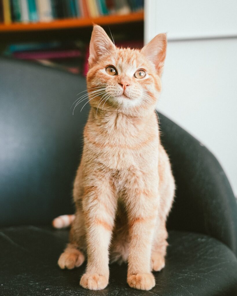Carotina, la mascotte della clinica veterinaria Sant'Anna