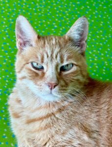 Saetta, la mascotte della clinica veterinaria Sant'Anna