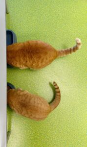 Saetta e Tina, le mascotte della clinica veterinaria Sant'Anna