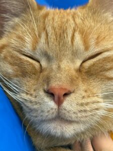 Saetta, la mascotte della clinica veterinaria Sant'Anna