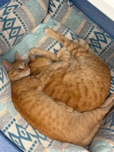 Saetta e Tina, le mascotte della clinica veterinaria Sant'Anna