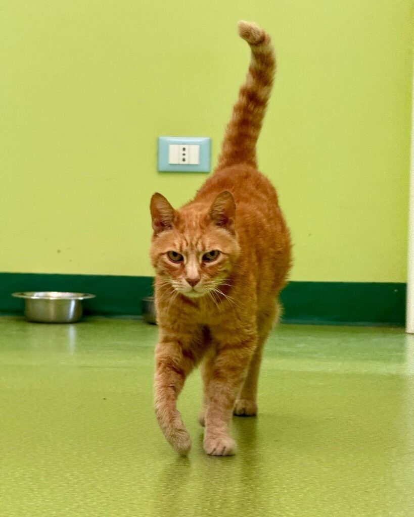 Saetta, la mascotte della clinica veterinaria Sant'Anna