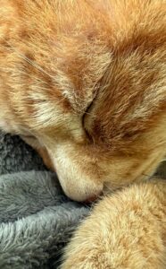 Saetta, la mascotte della clinica veterinaria Sant'Anna