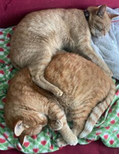 Saetta e Tina, le mascotte della clinica veterinaria Sant'Anna