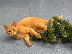 Carotina, la mascotte della clinica veterinaria Sant'Anna