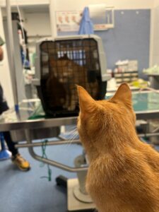 Carotina, la mascotte della clinica veterinaria Sant'Anna