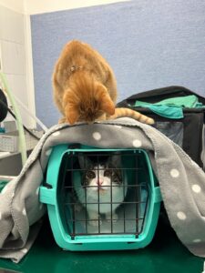 Carotina, la mascotte della clinica veterinaria Sant'Anna