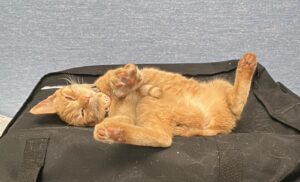 Carotina, la mascotte della clinica veterinaria Sant'Anna