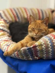 Carotina, la mascotte della clinica veterinaria Sant'Anna