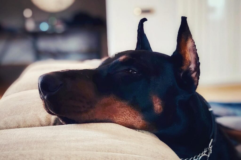 Primo piano di un Dobberman con il muso appoggiato su un cuscino morbido