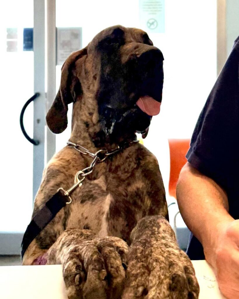 reperibilità-h24-clinica-veterinaria-sant-anna un alano marrone, appoggia le zampe sul bancone della reception della clinica veterinaria sant'anna