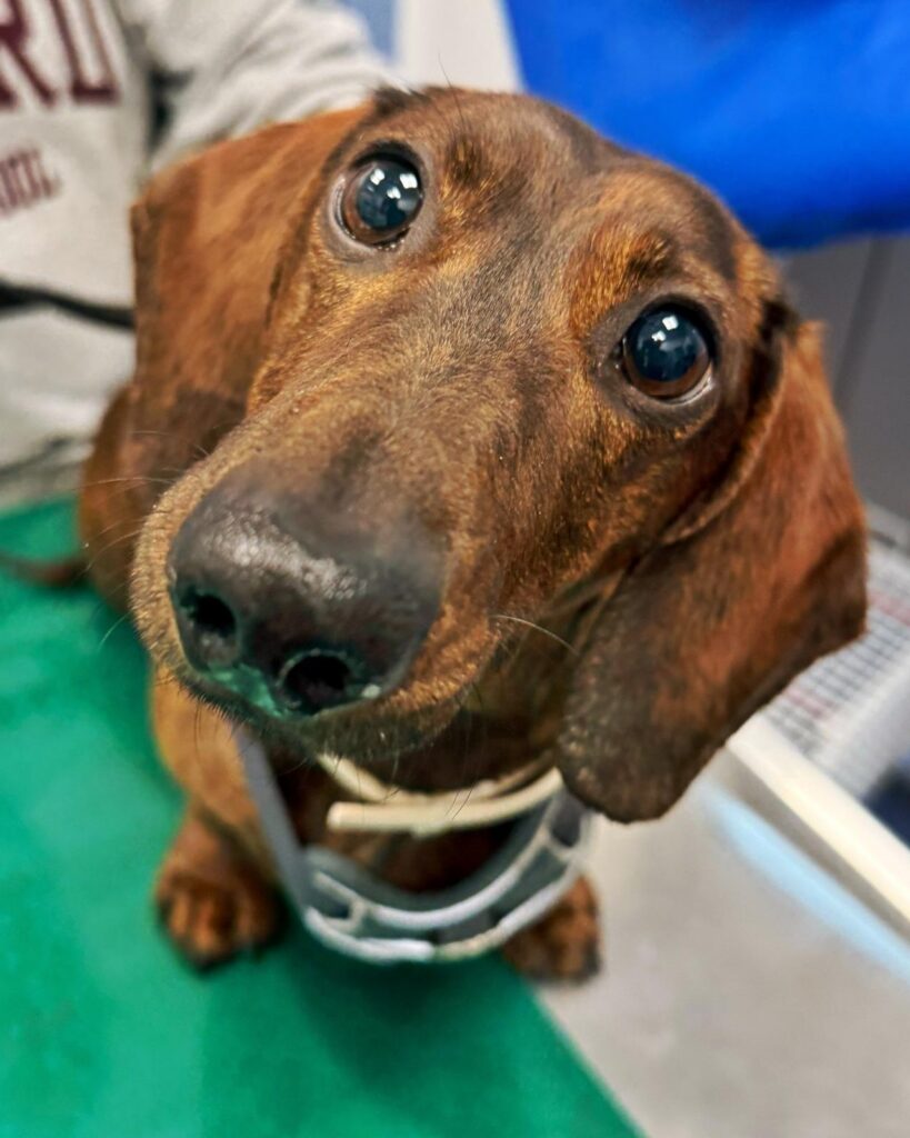 Un bassotto nero guarda in camera, mentre aspetta di essere visitato presso la Clinica Veterinaria Sant'Anna