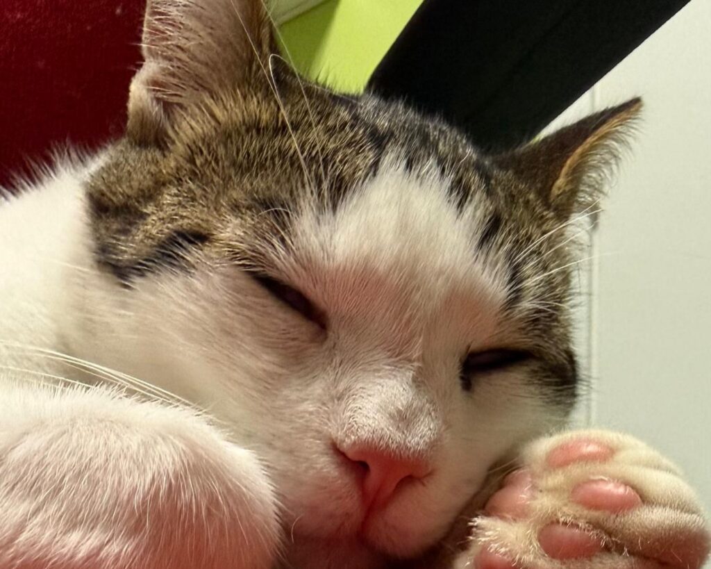 Primo piano di un gatto disteso che riposa in clinica veterinaria Sant'Anna