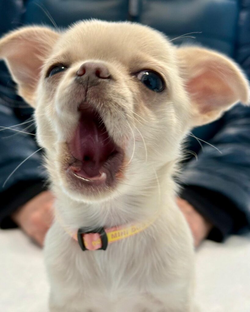 Primo piano di un cane bianco in clinica veterinaria Sant'Anna